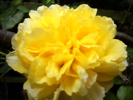 Rosa Molineaux
