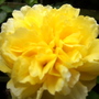Garden_may_june_07_036