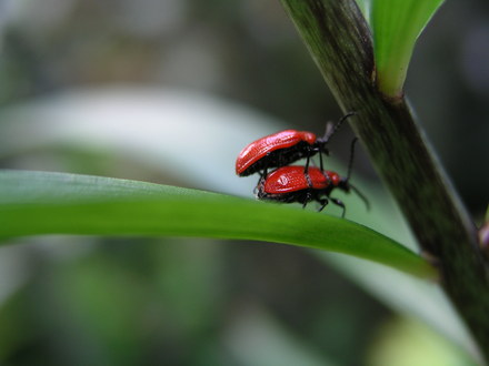 Blog 9. Lily Beetle