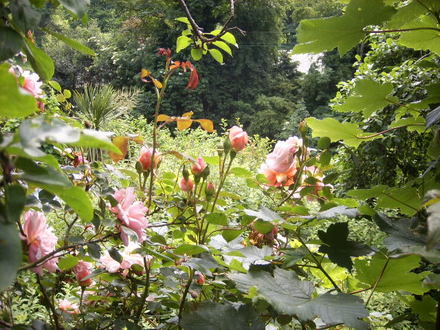 Rosa Albertine