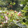 Garden_may_june_07_051