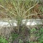 Ceanothus_002