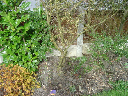 Ceanothus_003.jpg