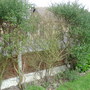 Ceanothus_004