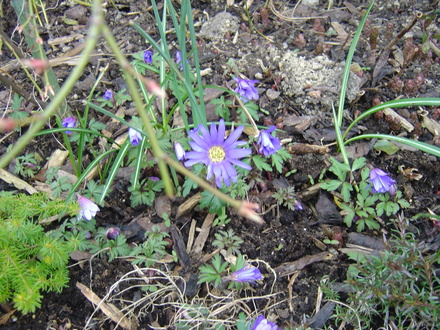 Anemone Blanda (Wind flower) (Anemone blanda (Anemone))
