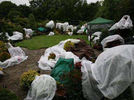 Fleece protecting plants
