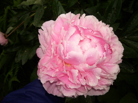 Sarah Bernhart Peony