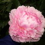Garden_may_june_07_058