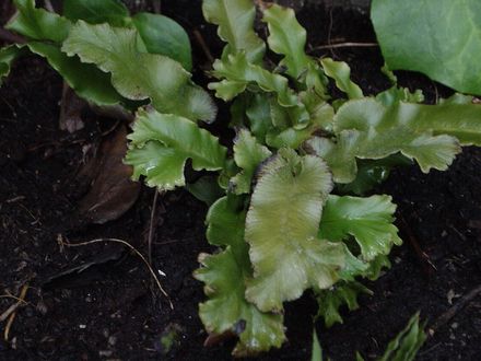 Fern- Crested Harts Tongue Fern. (Phyllitis cristatum)