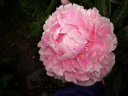 Peony Sarah Bernhart