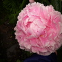Garden_may_june_07_059