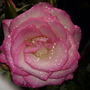 Garden_may_june_07_060
