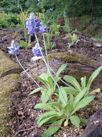 Primula flaccida