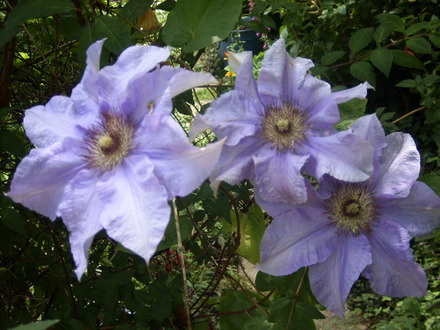 Clematis