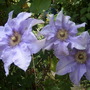 Garden_may_june_07_031