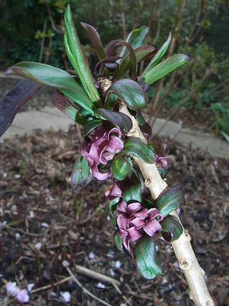 Daphne x houtteana (Daphne x houtteana)