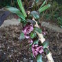 Daphne x houtteana