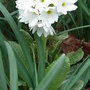 Primula denticulata (Primula denticulata)