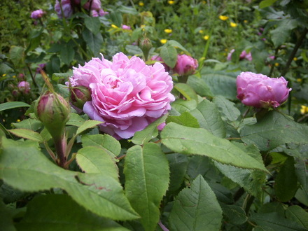 Unknown rose