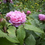 Garden_may_june_07_002