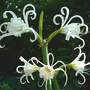 Peruvian_daff_fullbloom_6-22-07_med