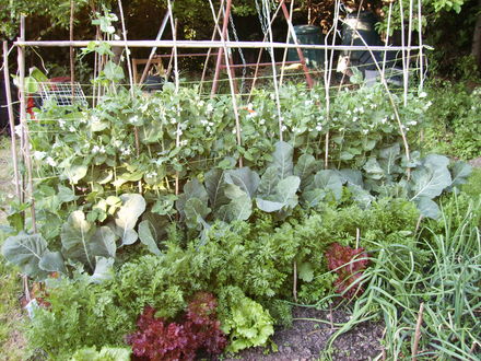 Veggy patch summer 2007