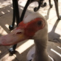 Garden_may_june_07_041