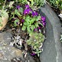 Small primula (Primula variabilis)