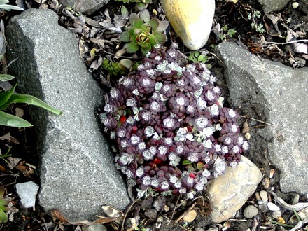 Sedum purpurea (Sedum spectabile (Ice plant))