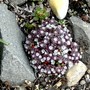 Sedum spectabile (Ice plant)