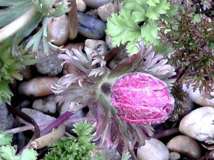 Anemone de caen (Anemone de Caen)