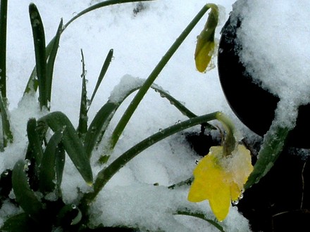 Daffodil buds