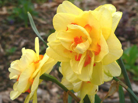 Daffodil 