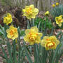 Daff_tahiti_group_4-01-07_exc_med