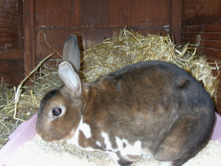 Peter rabbit