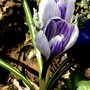 Taken March 26th 2008 (Crocus vernus (Dutch crocus))