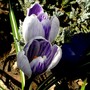 Crocus vernus (Crocus vernus (Dutch crocus))