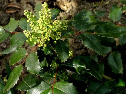 Mahonia on 26th March 2008 (Mahonia aquifolium (Oregon grape))