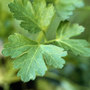 Parsley