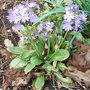 Primula denticulata - lilac (Primula denticulata)
