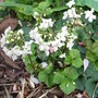 Cardamine trifolia (Cardamine trifolia)