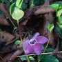 Vinca_minor__atropurpurea_