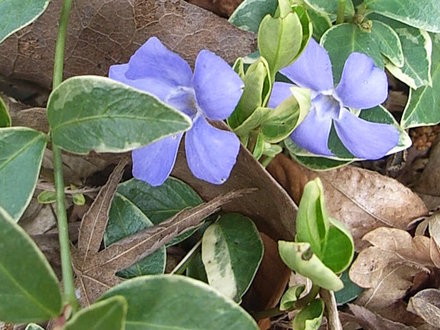 Vinca_minor___Argenteovariegata_.jpg (Vinca minor)