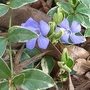 Vinca_minor___argenteovariegata_
