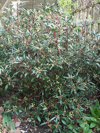 Drimys lanceolata (Drimys lanceolata)