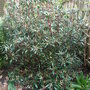 Drimys_lanceolata