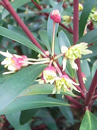 Drimys lanceolata - close-up (Drimys lanceolata)