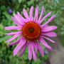 summer 2007 (Echinacea purpurea (Coneflower))