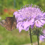 Scabiosa "Butterfly Blue" and Friend (Scabiosa columbaria (Driakiew))