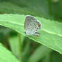 Eastern_tailed-blue_exc_7-13-07_exc_med